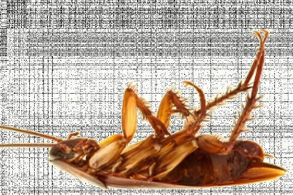 Kraken актуальный сайт